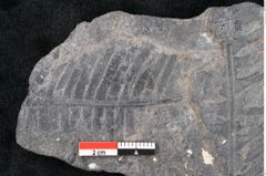 Foto (Detailansicht) von Plantae indet.  (NHMW-GEO-2024-0188-11521)